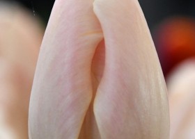 Tulipa Zantubeau ® (3)
